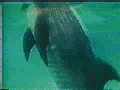 21106/p116572622_20322.gif